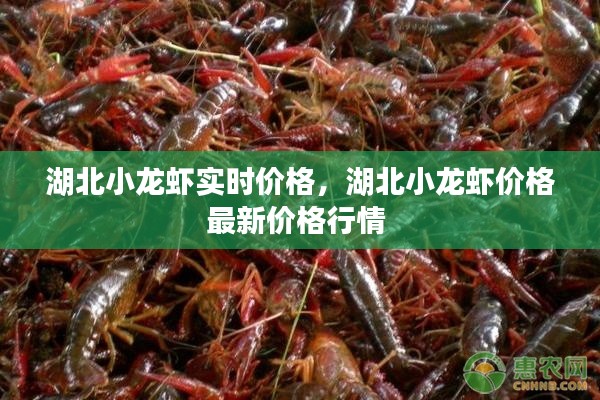 湖北小龙虾实时价格，湖北小龙虾价格最新价格行情 