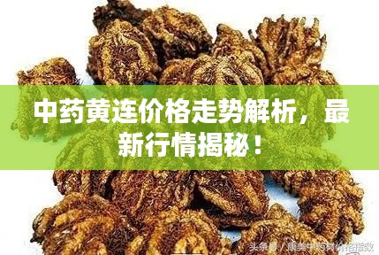 中药黄连价格走势解析,最新行情揭秘!