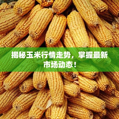 揭秘玉米行情走势，掌握最新市场动态！
