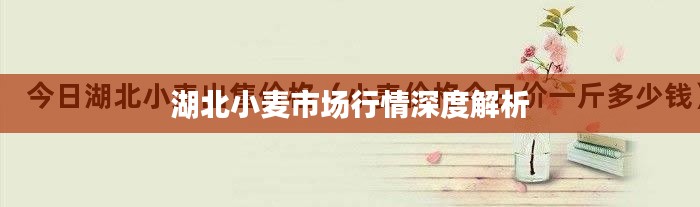 湖北小麦市场行情深度解析