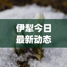 伊犁今日最新动态更新消息速递