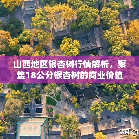 山西地区银杏树行情解析，聚焦18公分银杏树的商业价值