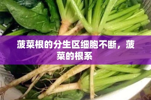 菠菜根的分生区细胞不断，菠菜的根系 